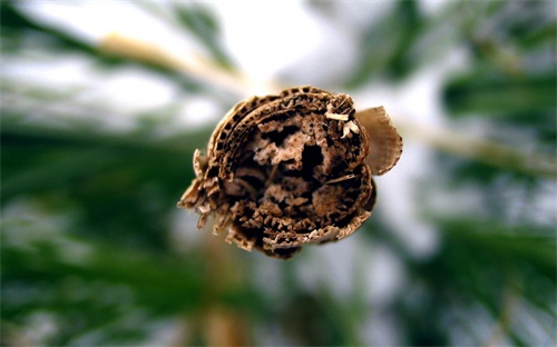 手机如何设置自动拨号，手机怎样设一键拨号